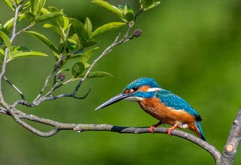 カワセミ 水元公園 2021年4月21日(水)