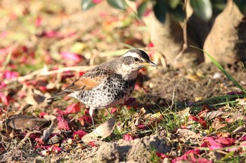 Dusky Thrush Watarase Yusuichi (Wetland) Sat, 12/31/2016