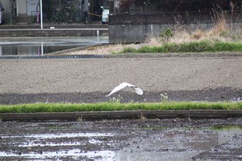 シラサギ 宮代町 2021年4月25日(日)