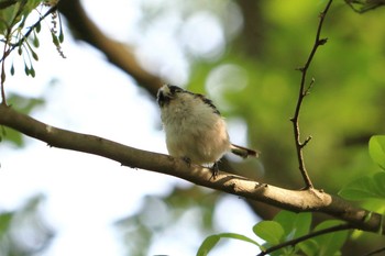 Long-tailed Tit 福井県鯖江市　西山公園 Sat, 4/24/2021