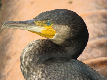 Great Cormorant 今川公園 Sat, 4/24/2021