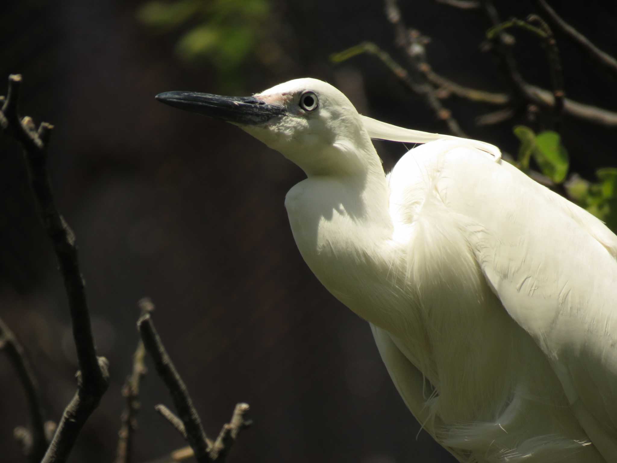 Photo of Little Egret at 天王寺公園(大阪市) by いまがわ