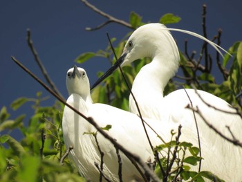 Little Egret 天王寺公園(大阪市) Sun, 4/25/2021