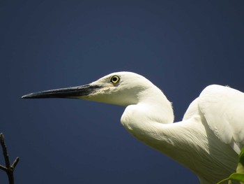 Little Egret 天王寺公園(大阪市) Sun, 4/25/2021