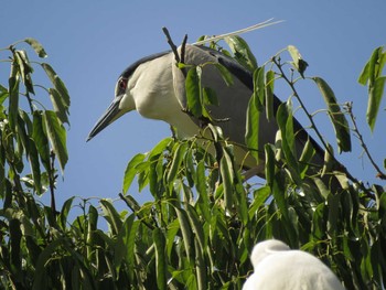 Black-crowned Night Heron 天王寺公園(大阪市) Sun, 4/25/2021