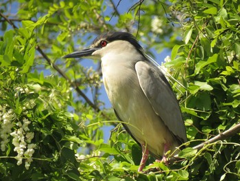 ゴイサギ 天王寺公園(大阪市) 2021年4月25日(日)