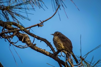 Brown-eared Bulbul 久宝寺緑地公園 Sun, 2/26/2017