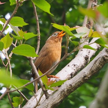 2021年4月25日(日) 秋ヶ瀬公園付近の野鳥観察記録