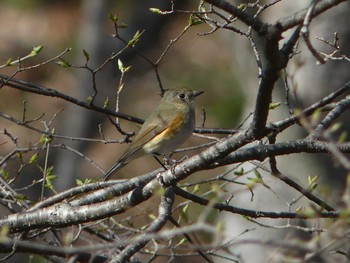 2021年4月25日(日) 北大研究林(北海道大学苫小牧研究林)の野鳥観察記録