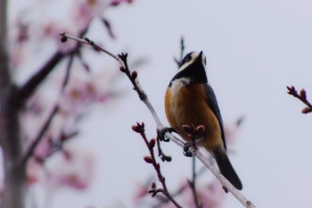 ヤマガラ 福井緑地(札幌市西区) 2021年4月25日(日)