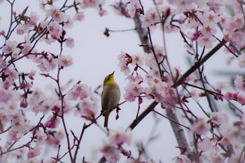 Warbling White-eye 福井緑地(札幌市西区) Sun, 4/25/2021