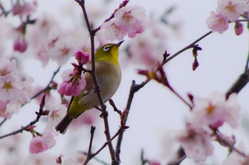 Warbling White-eye 福井緑地(札幌市西区) Sun, 4/25/2021