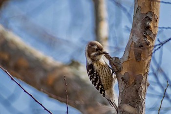 Japanese Pygmy Woodpecker 久宝寺緑地公園 Sun, 2/26/2017