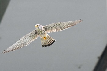 Common Kestrel 荒川河川敷 Sun, 4/25/2021