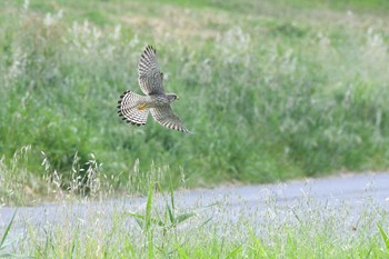 Common Kestrel 荒川河川敷 Sun, 4/25/2021