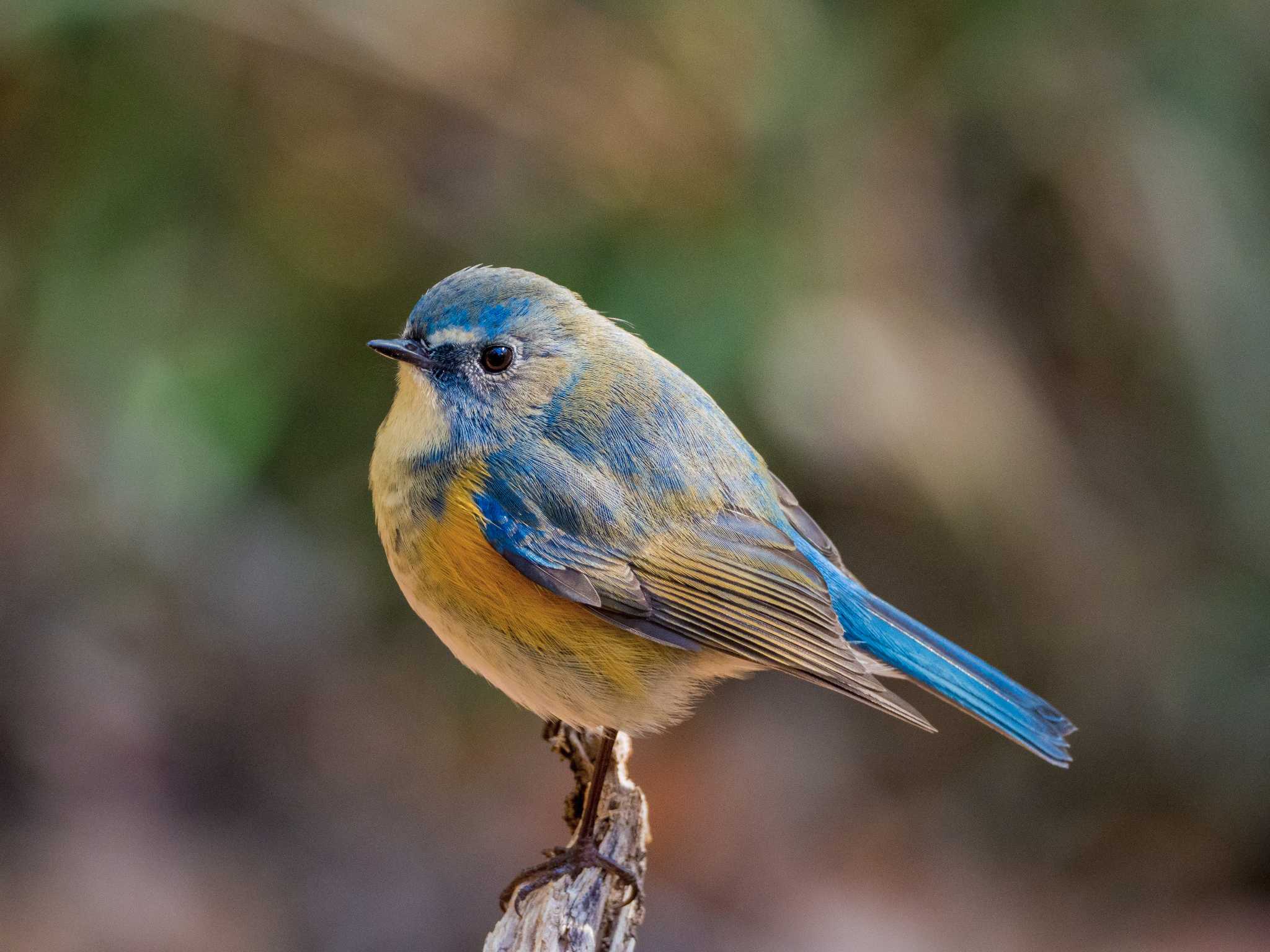 Photo of Red-flanked Bluetail at 甲山森林公園 by ハク