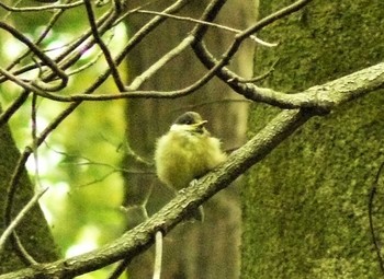 2021年4月24日(土) 駿河平自然公園の野鳥観察記録