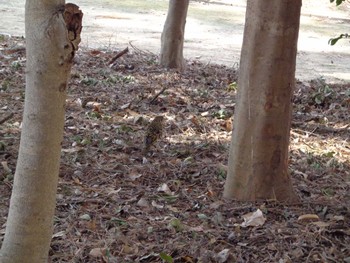 White's Thrush Nagai Botanical Garden Sun, 2/26/2017