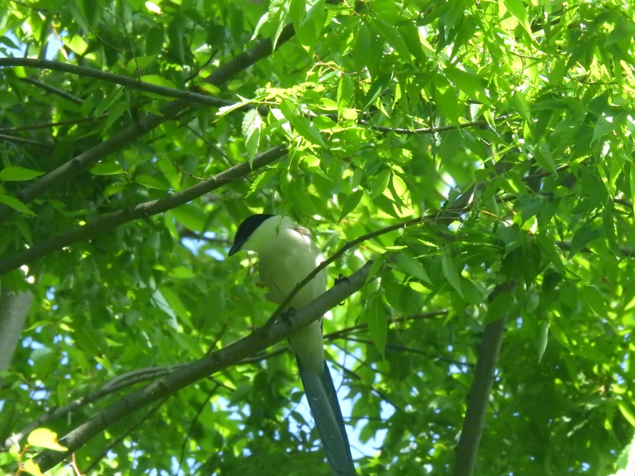 東京都立小金井公園 オナガの写真