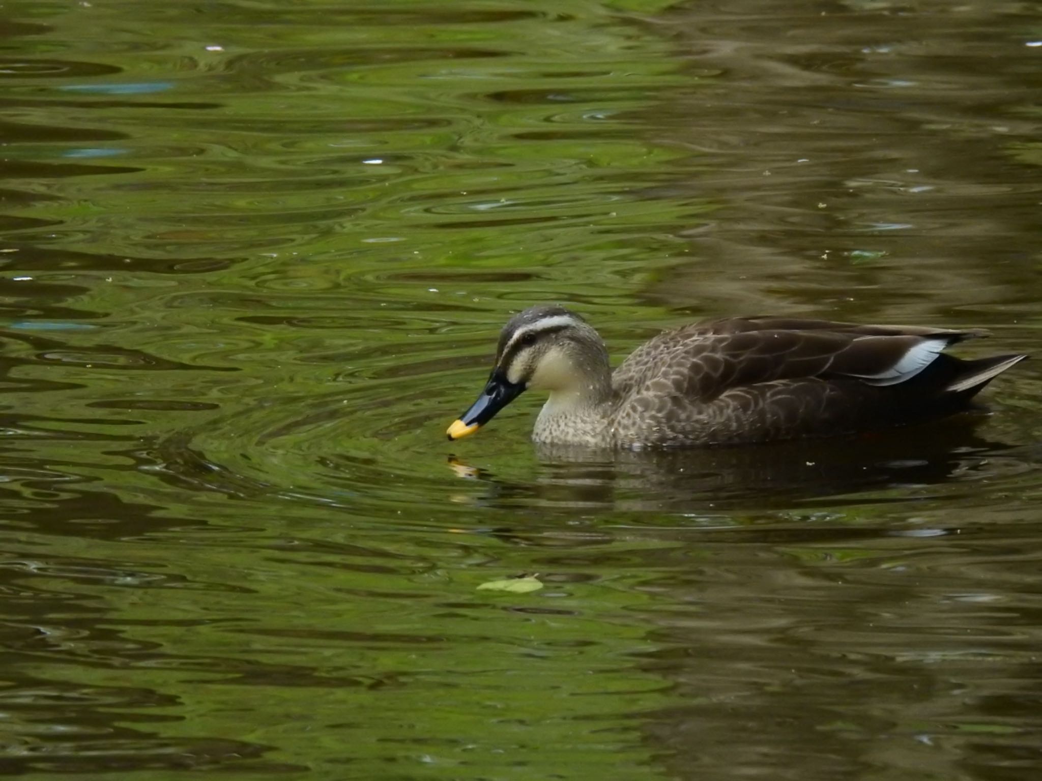 東京都立小金井公園 カルガモの写真