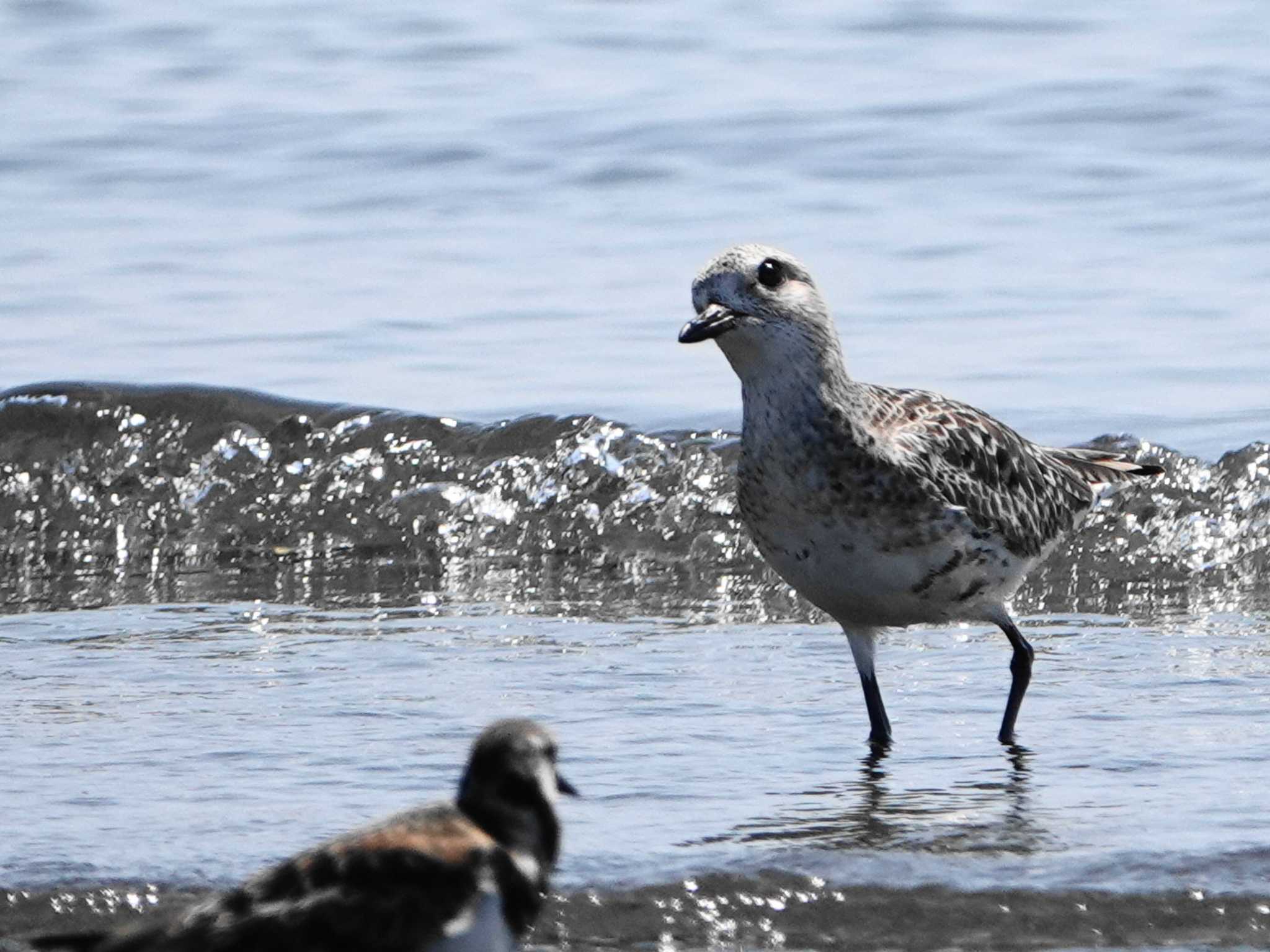 ふなばし三番瀬海浜公園 ダイゼンの写真