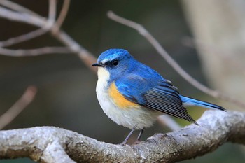 ルリビタキ 場所が不明 2017年2月26日(日)