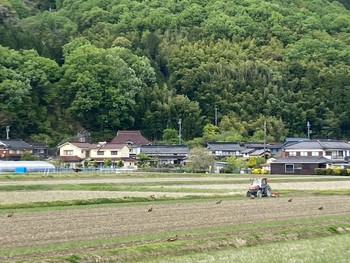 Black Kite 安富ダム Sun, 4/25/2021