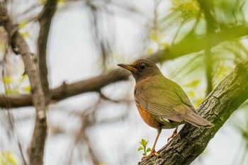 Brown-headed Thrush Unknown Spots Fri, 4/23/2021