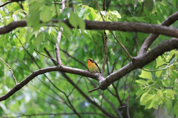 2021年4月25日(日) 大阪城公園の野鳥観察記録