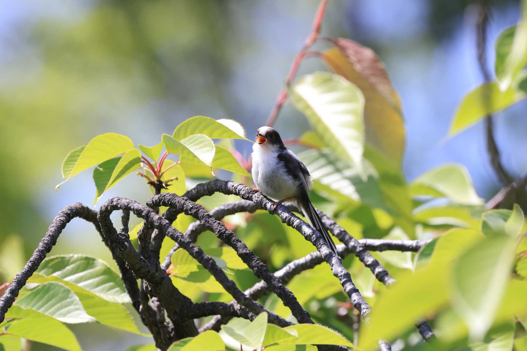 大阪城公園 エナガの写真