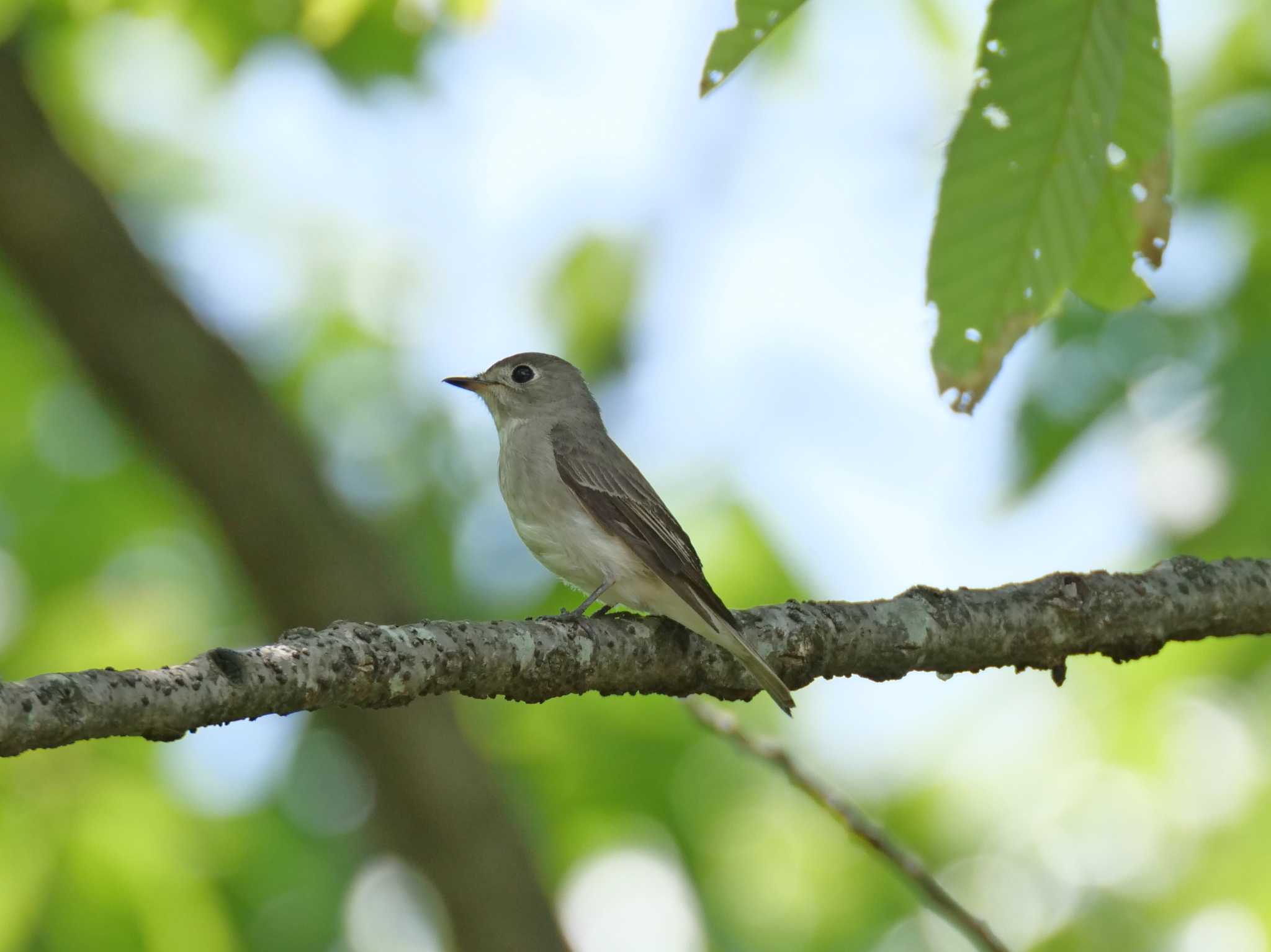 金ヶ崎公園(明石市) コサメビタキの写真