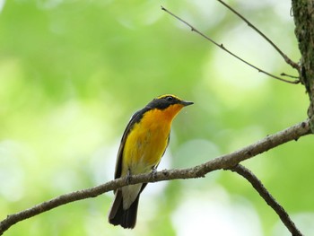 2021年4月24日(土) 金ヶ崎公園(明石市)の野鳥観察記録