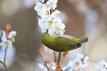 メジロ 場所が不明 2017年2月26日(日)