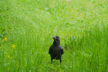 Sun, 4/25/2021 Birding report at Kitamoto Nature Observation Park