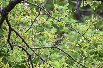 Japanese Pygmy Woodpecker 守谷野鳥のみち Sun, 4/25/2021