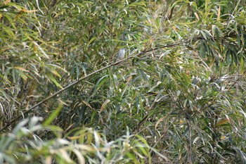 ウグイス 守谷野鳥のみち 2021年4月25日(日)