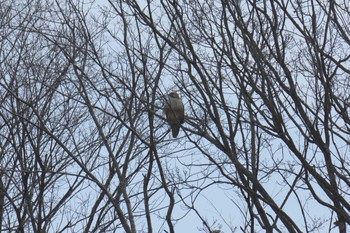 ノスリ 滋賀県甲賀市甲賀隠岐 2017年2月25日(土)