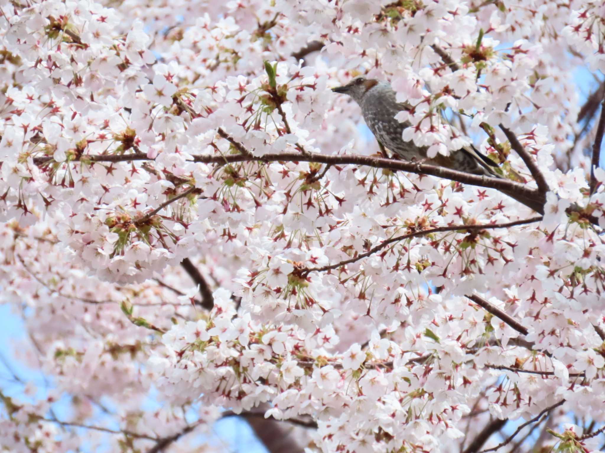 北海道 ヒヨドリの写真