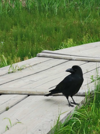 Large-billed Crow 守谷野鳥のみち Sun, 4/25/2021