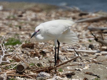 2021年4月25日(日) 加古川河口の野鳥観察記録