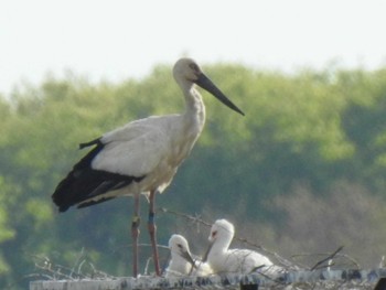 2021年4月25日(日) 渡良瀬遊水地の野鳥観察記録