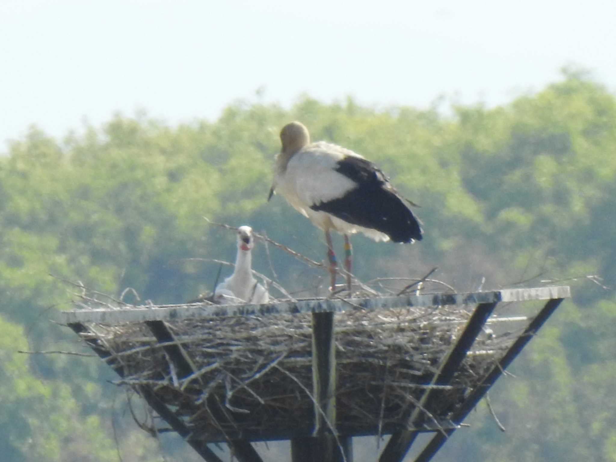 コウノトリ