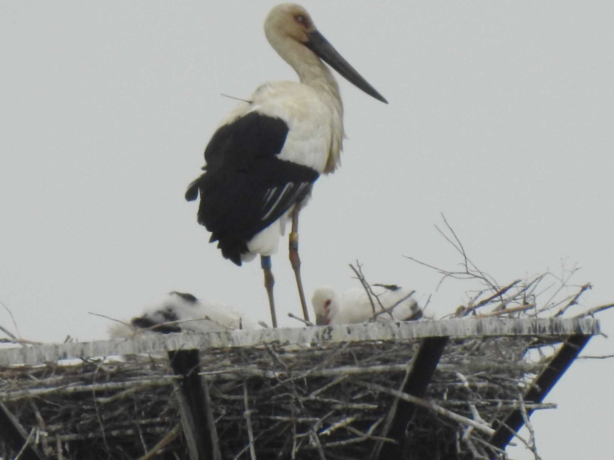 コウノトリ