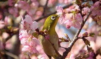 メジロ さいたま市 2017年2月26日(日)