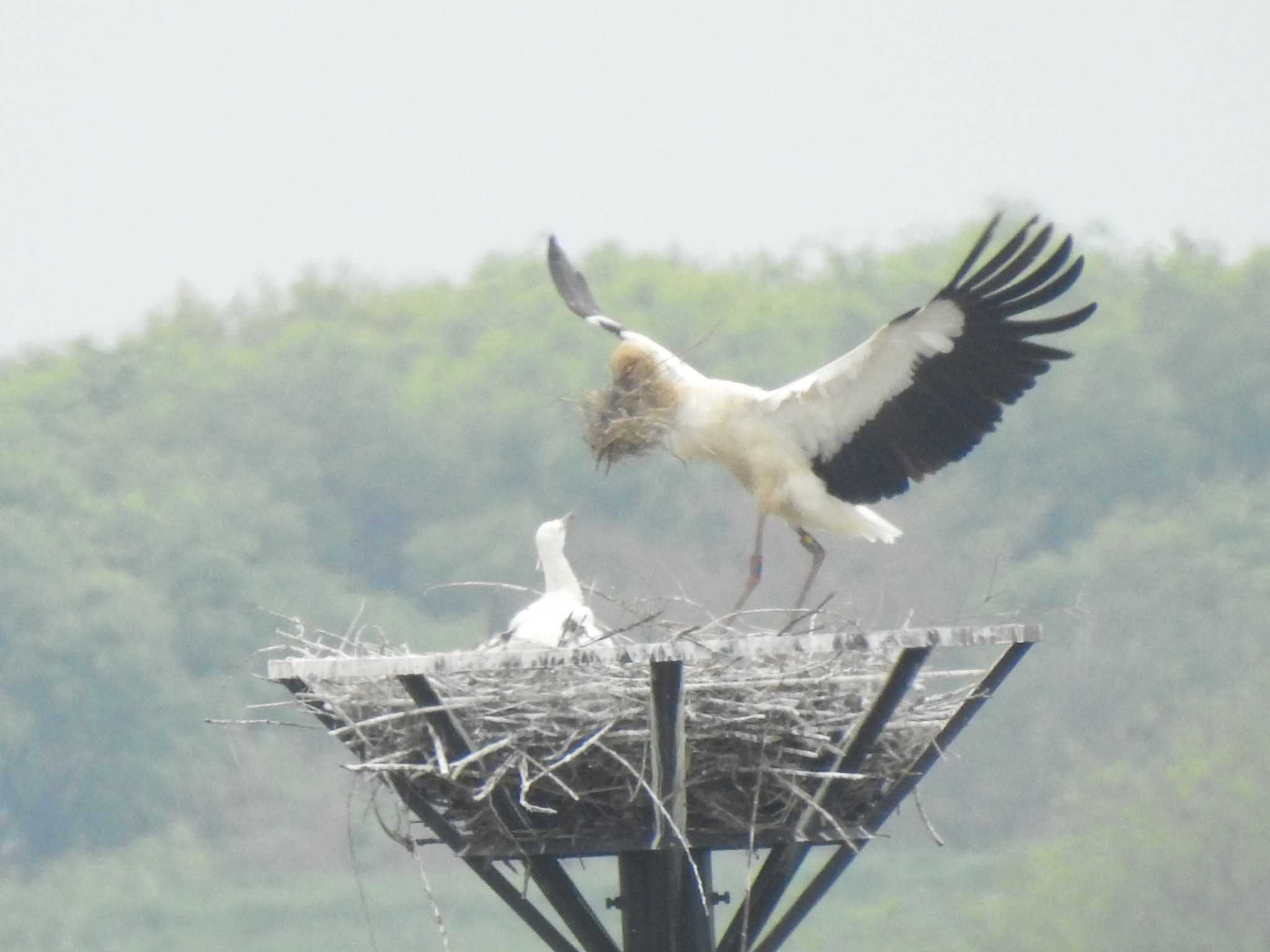 コウノトリ