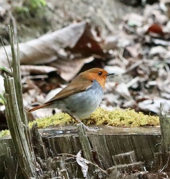 Japanese Robin Unknown Spots Sun, 4/25/2021