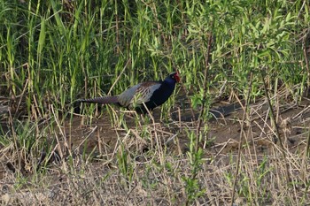 Green Pheasant 福井県　足羽川幸橋付近 Sat, 4/24/2021