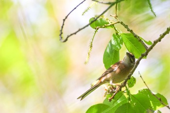 Meadow Bunting Akigase Park Sat, 4/24/2021