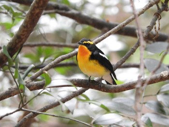 Sun, 4/25/2021 Birding report at 春日山原始林