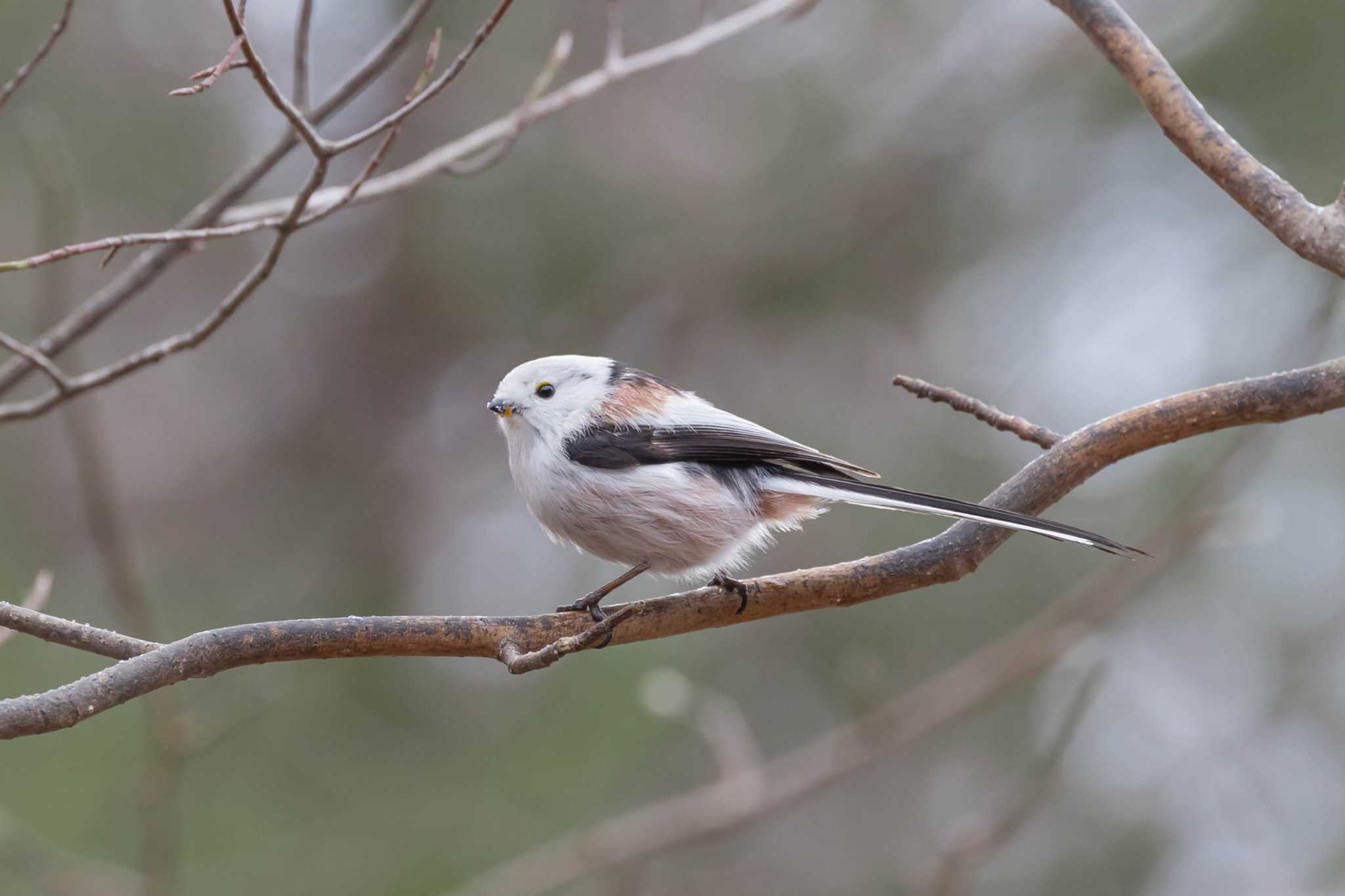 Long-tailed tit(japonicus)